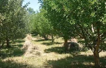 فروش باغ 6000 متری واقع در روستای مونق