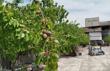 فروش کارگاه تولیدی 1022 متری در قوری چای