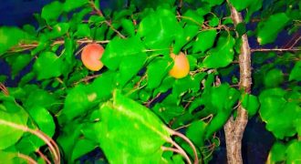 باغ 3800متر در روستای جهندیز